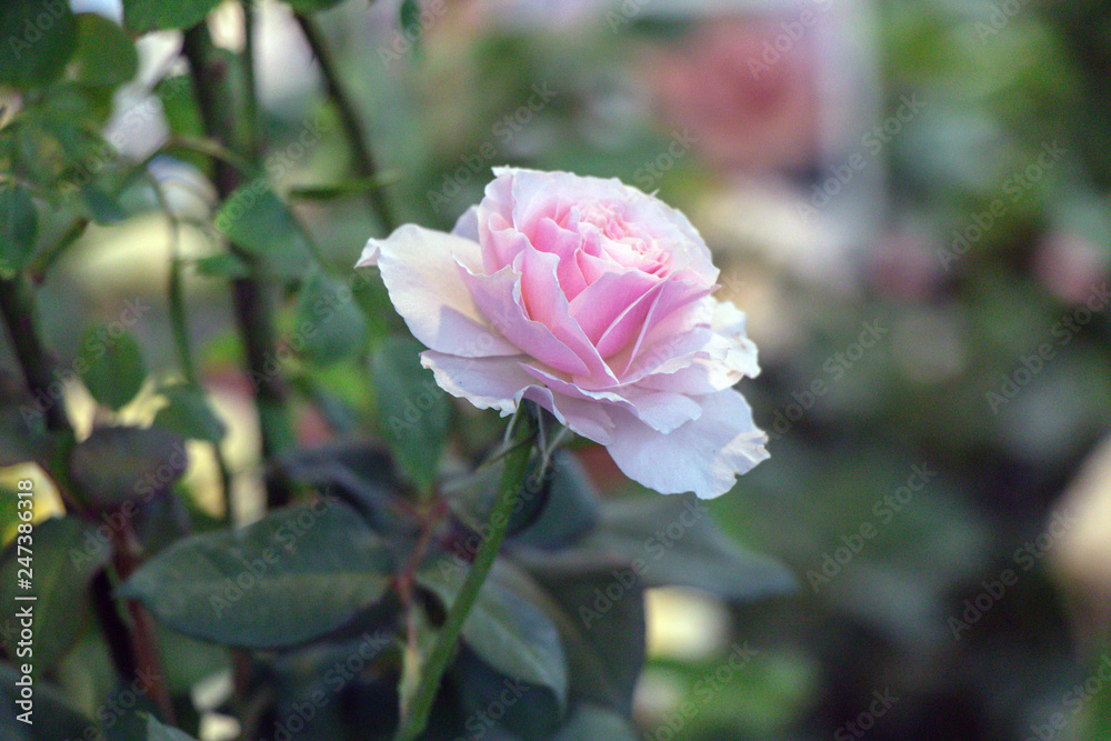 Beautiful close up colorful rose flower.