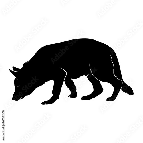 The dog is sniffing. The dog is breed German shepherd is hear smell. Silhouette