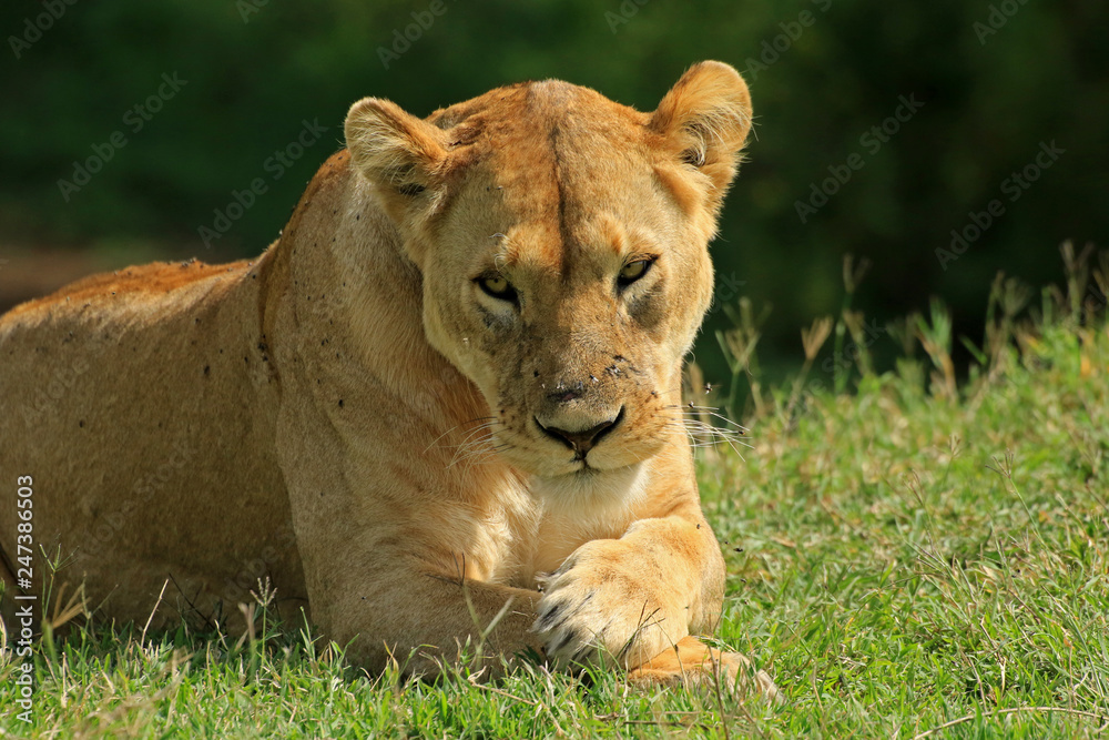 Fototapeta premium Lioness, Ngorongoro Conservation Area, Tanzania