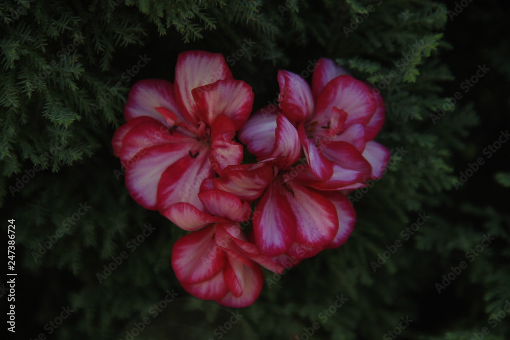 blume, pink, natur, garden, pflanze, green, flora, lila, aufblühen, rosales, sommer, frühling, rot, schönheit, makro, floral, schön, blatt, blühen, auflösungszeichen, geranie, gartenarbeit, hell