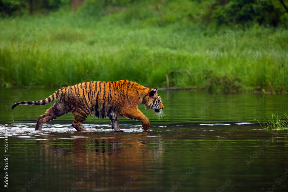Fototapeta premium Tygrys syberyjski (Panthera tigris tigris), zwany także tygrysem amurskim (Panthera tigris altaica) spacerujący po wodzie. Piękny żeński tygrys syberyjski w ciepłym lecie.
