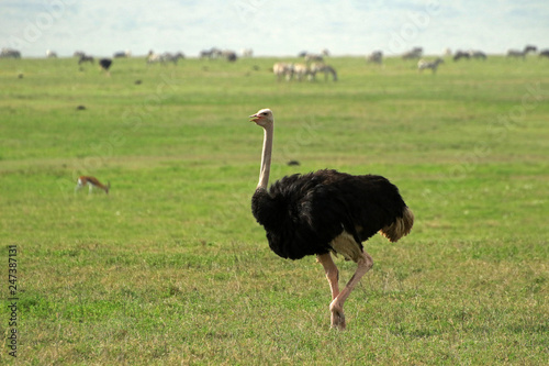 Ostrich, Ngorongoro Conservation Area, Tanzania 