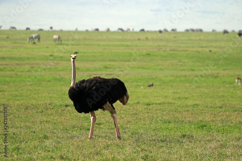 Ostrich, Ngorongoro Conservation Area, Tanzania 