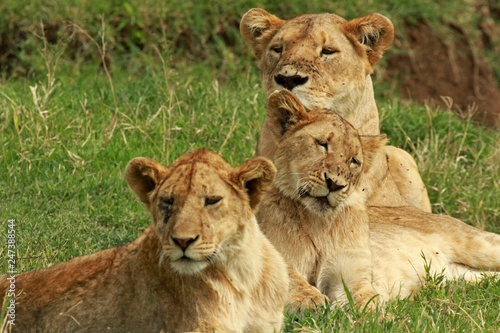 Lioness and her cubs  Ngorongoro Conservation Area  Tanzania