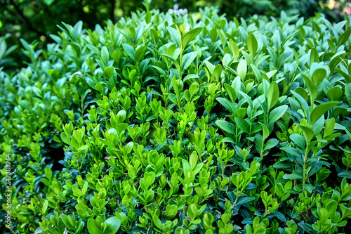 European boxwood  European boxwood or boxwood  is a type of evergreen shrub. Close-up. Selective focus. Green branches of boxwood as texture for design.