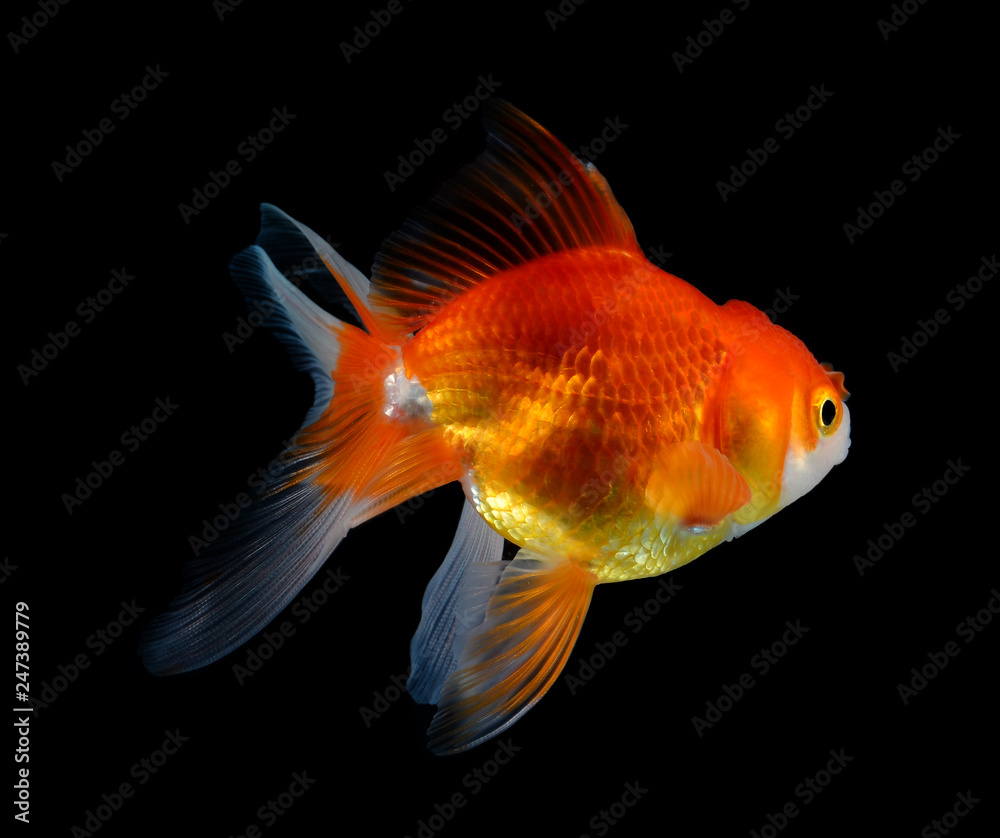 goldfish on black background goldfish on black background