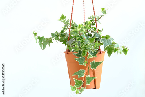 English ivy plant in pot, Indoor plant