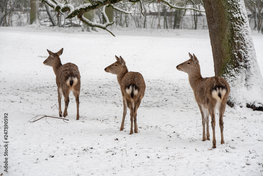 deer deer