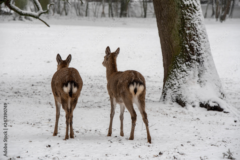 deer deer