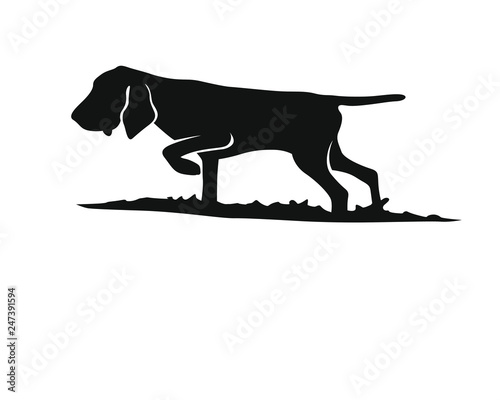 Vorstehhund - Bracco Italiano - Silhouette