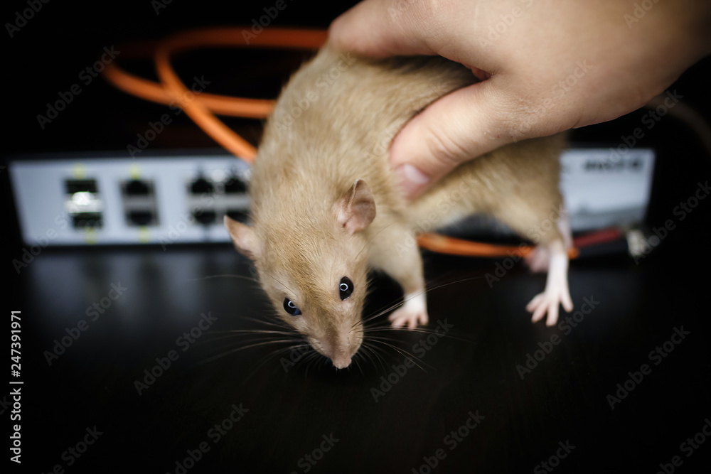 damaged wires from internet connection. The rat gnawed through the ...