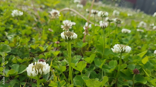  Clover glade