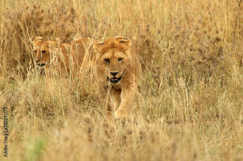 Lioness and her cubs, Serengeti National Park, Tanzania