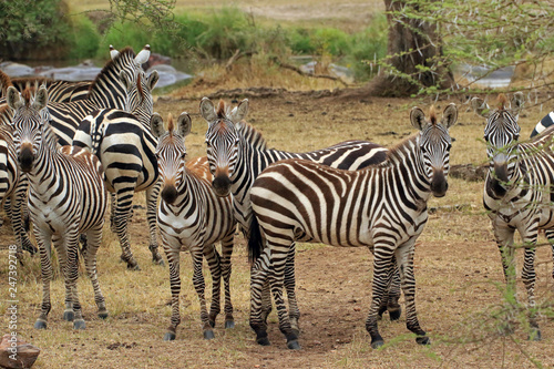 Zebras  Serengeti National Park  Tanzania
