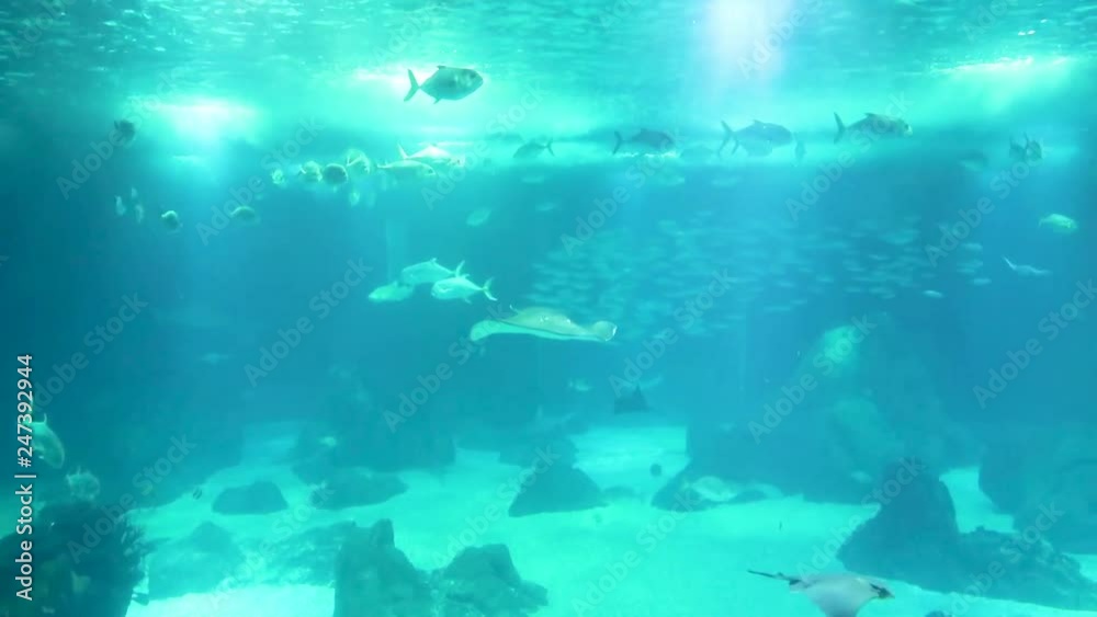 stingray swimming in front of the camera close-up on the background of a large school of fish stingray swimming in front of the camera close-up on the background of a large school of fish