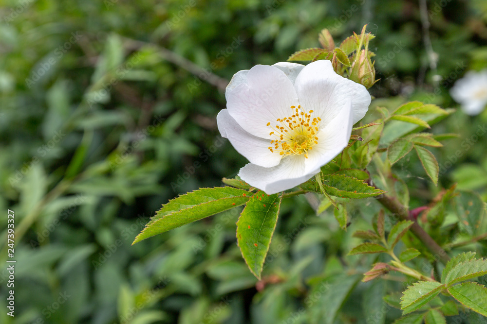 Fototapeta premium Blooming flowers in spring
