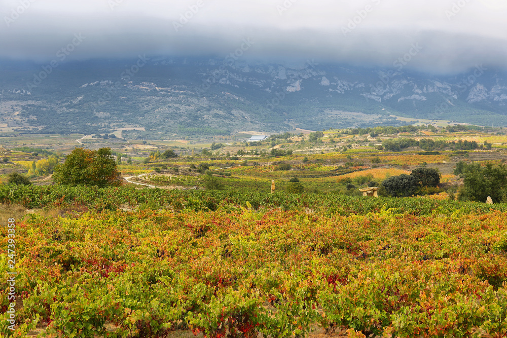 Autumn vineyards near LaGuardia, Dpain Autumn vineyards near LaGuardia, Dpain
