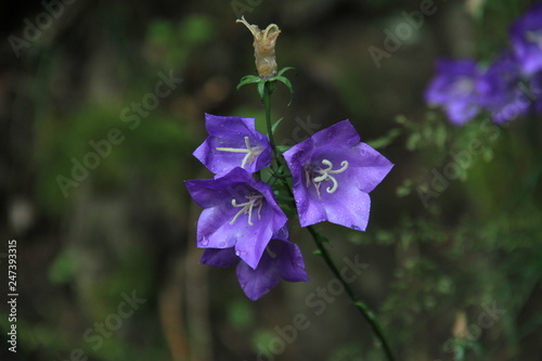 blume  natur  lila  pflanze  fr  hling  garden  green  sommer  aufbl  hen  veilchen  flora  blau  pink  sch  nheit  makro  close up  floral  wild  bl  hen  farbe  sch  n  wiese  gras