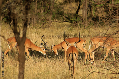 Impalas fighting, Serengeti National Park, Tanzania