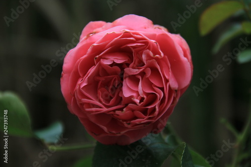rosales  blume  rot  natur  pink  garden  liebe  sch  nheit  pflanze  bl  hen  green  flora  sch  n  makro  bl  tenbl  tter  aufbl  hen  valentin  sommer  floral  geschenk  romantisch-