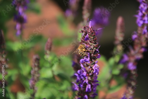 blume  lavendel  lila  natur  pflanze  garden  sommer  feld  pink  green  aufbl  hen  fr  hling  flora  floral  bl  hen  sch  nheit  veilchen  sch  n  makro  gew  rze  aufl  sungszeichen  close up  bees  wil