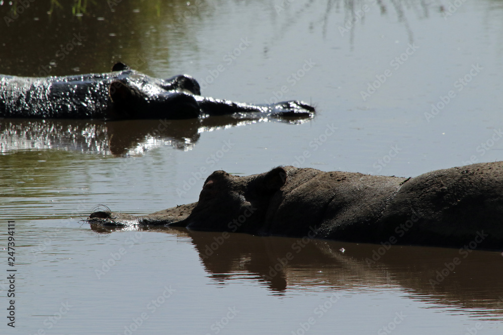 Fototapeta premium Hippopotamus, Serengeti National Park, Tanzania