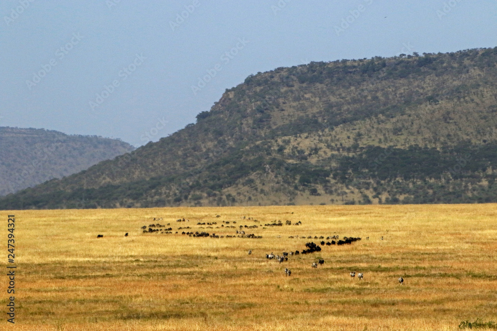 The Great migration, Serengeti National Park, Tanzania