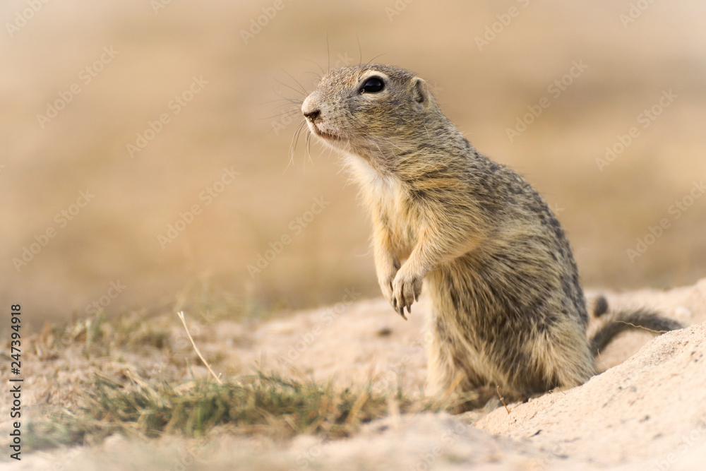 Detail photo litlle rodent - suslik Detail photo litlle rodent - suslik