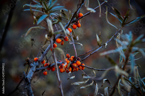 red berries on a tree © vasily