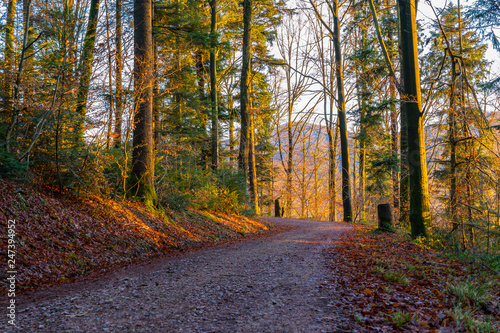 Enchanting forest trail in warm sunset evening light