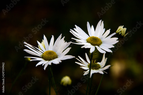 daisies on green background