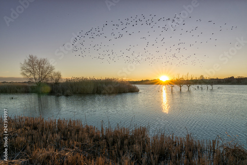 Amanecer en el estanque