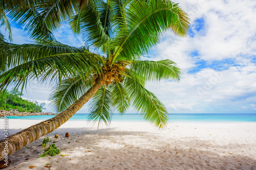 Fototapeta Naklejka Na Ścianę i Meble -  palm tree on paradise beach anse georgette, praslin, seychelles