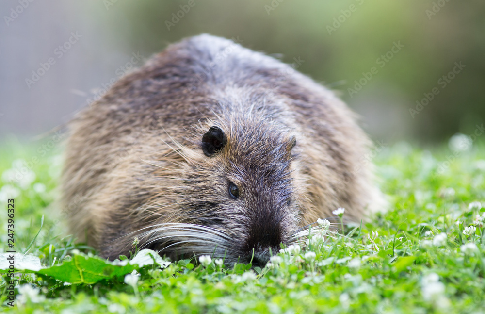 Nutria standing on grass Nutria standing on grass