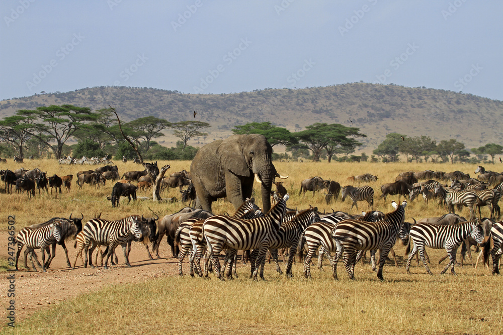 The Great migration, Serengeti National Park, Tanzania - obrazy, fototapety, plakaty 