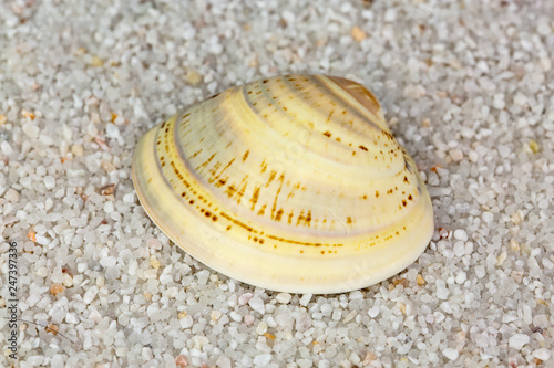 Sea shell on Beach Sand. Close up
