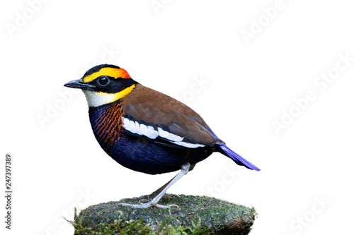 Male of Malayan Banded Pitta (Hydrornis guajana) colorful dark blue with brown back, white stripe wings and fire head bird isolated on white background  © Thongtawat