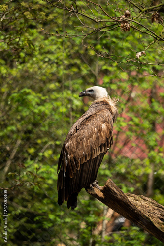A griffon vulture in the enclosure on a branch