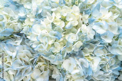 Hydrangea Flower Background