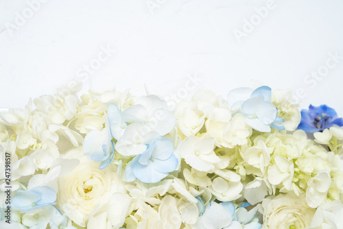 Hydrangea flower white background floral flat lay