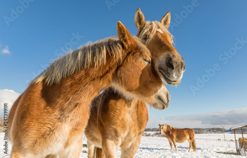 Two horse portrait close up in love  Horse love  Bohemian-Moravian Belgian horse in sunny day. Czech Republic