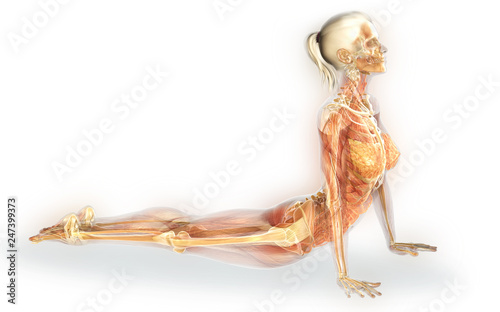 Internal organs of a woman with joints, skeleton and mucles, 3D illustration photo