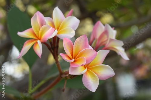 Colorful flowers in the garden.Plumeria flower blooming.Beautiful flowers in the garden Blooming in the summer.Landscaped Formal Garden. Park. Beautiful Garden