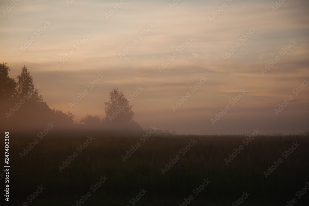 fog in the field against the forest
