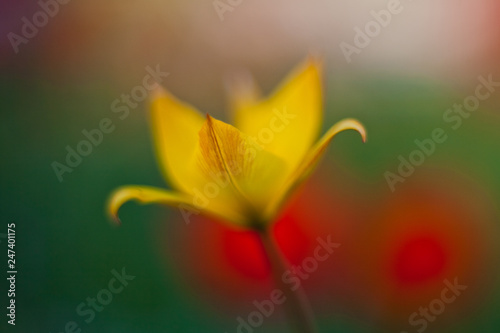 petal of yellow Tulip macro