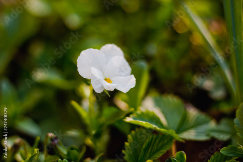Fototapeta Naklejka Na Ścianę i Meble -  white wild flower