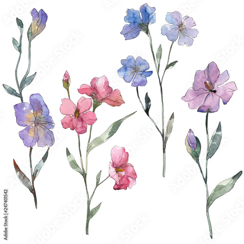 Pink and purple flax floral botanical flower. Watercolor background set. Isolated flax illustration element. © LIGHTFIELD STUDIOS