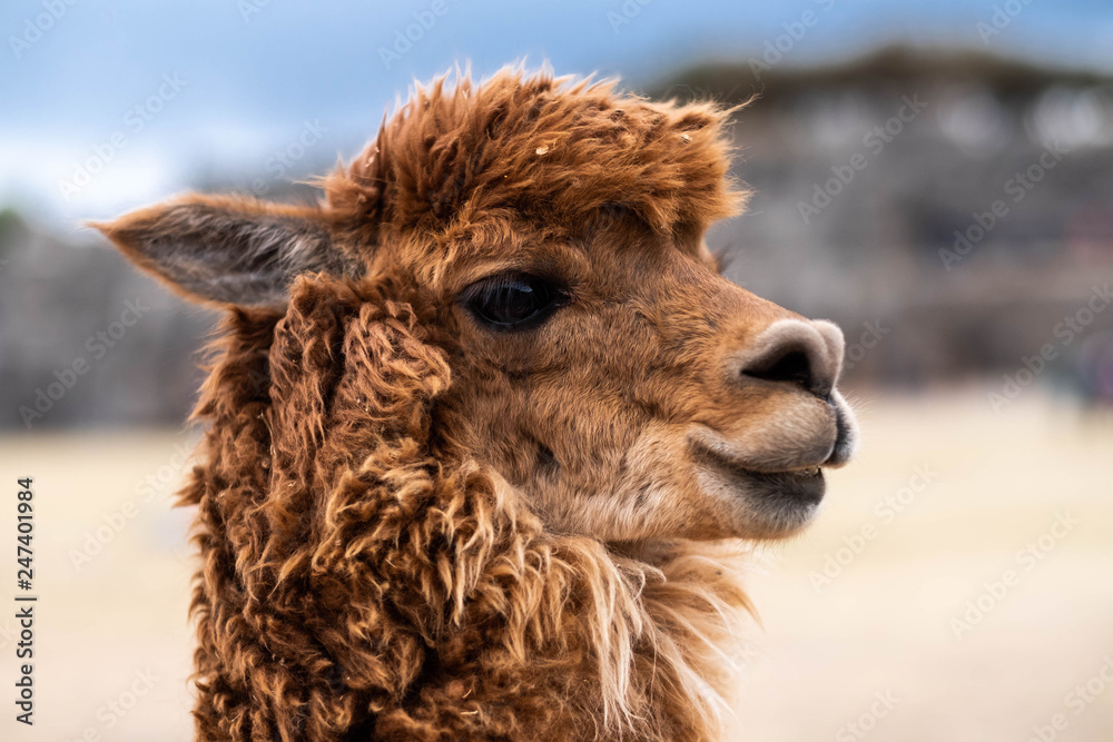 Closeup view of brown lama on the blurred background in Sacsayhuaman