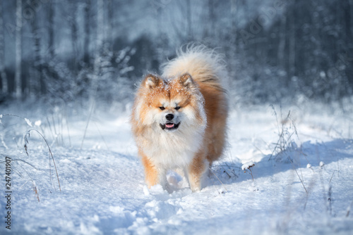 Fototapeta Naklejka Na Ścianę i Meble -  akita dog walking outdoors in winter