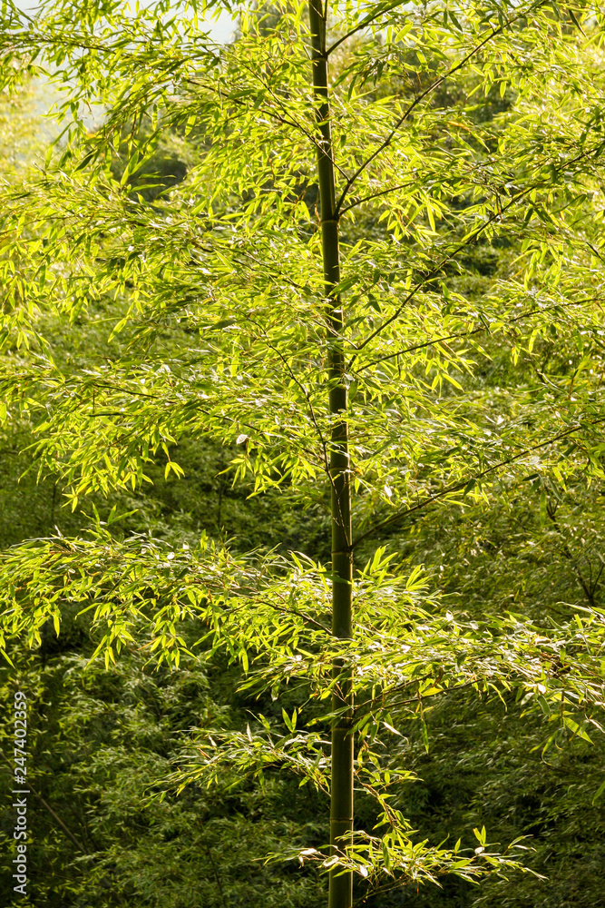 Fototapeta Bambusowy drzewo w lasowym Chiny